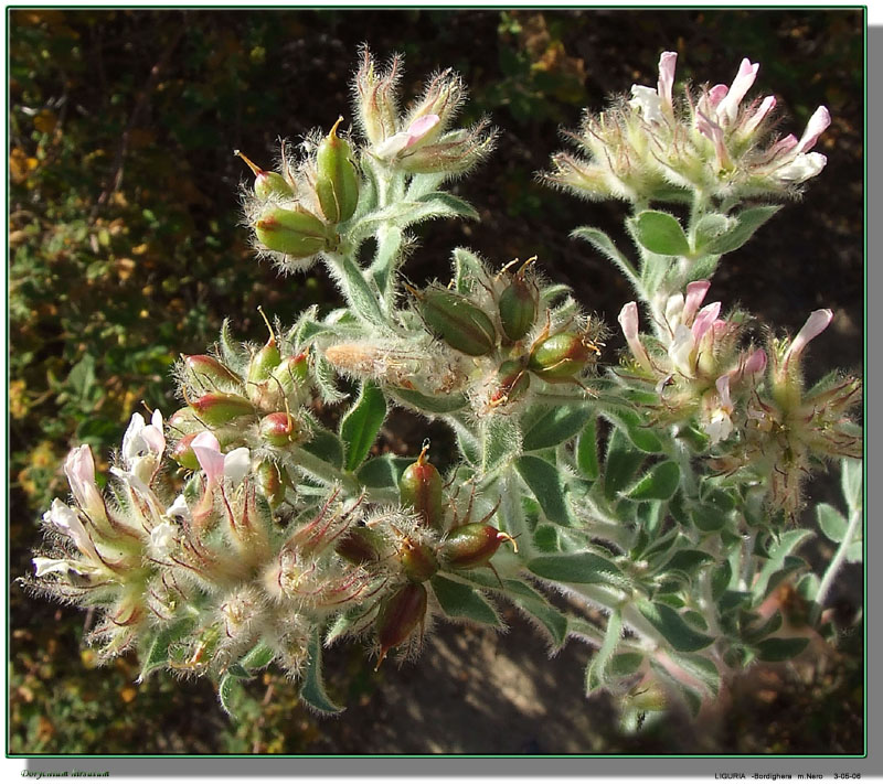 Lotus hirsutus (=Dorycnium hirsutum) / Trifoglino irsuto